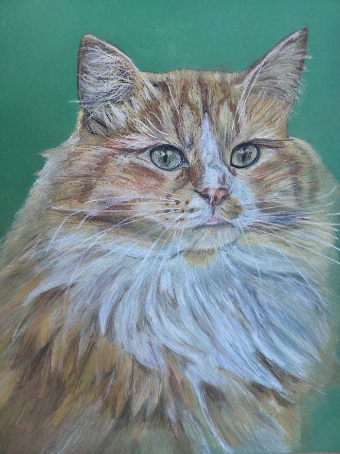Портрет котика