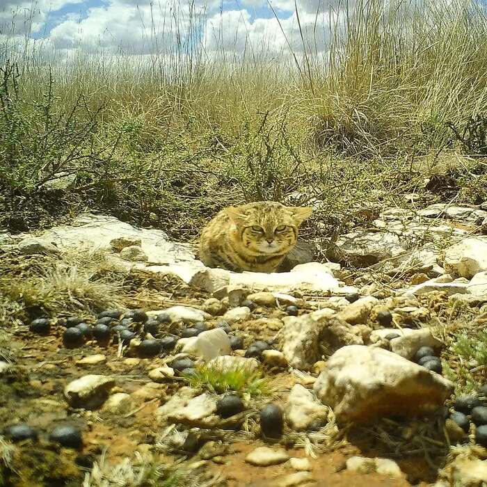 Ландшафтный кот