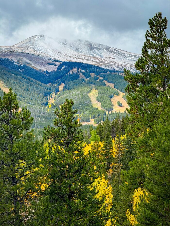 Лесистые холмы