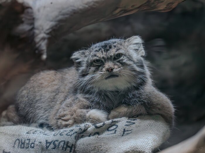 Опять жрёшь на ночь?