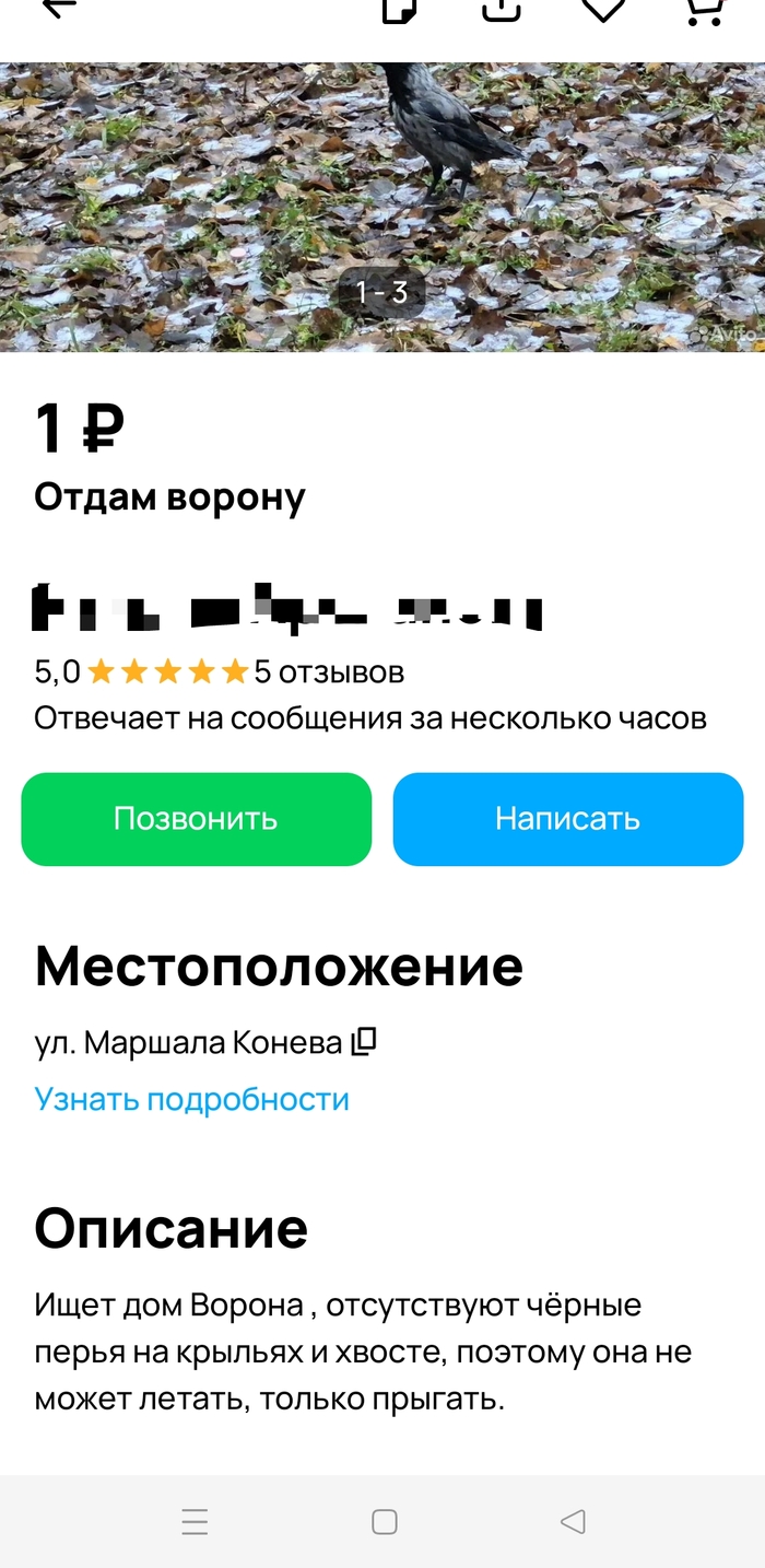 Отдам ворону