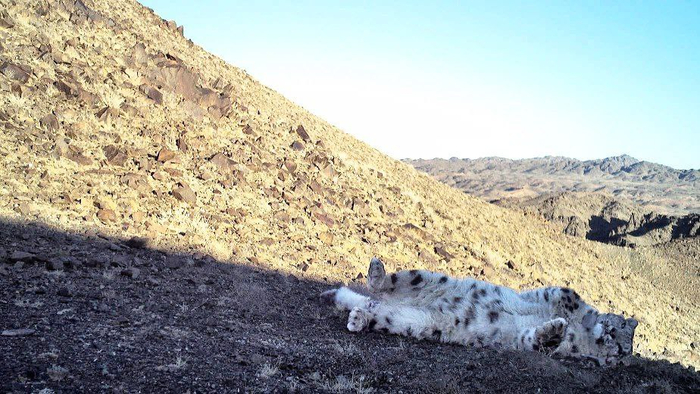 Спать по 18 часов в сутки — не лень, а энергоэффективность