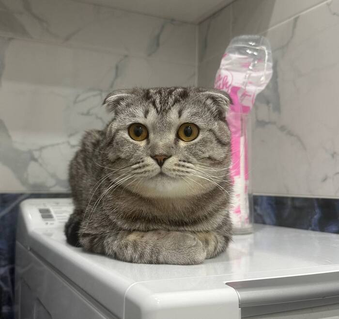 На фото уже здоровый Марсик)