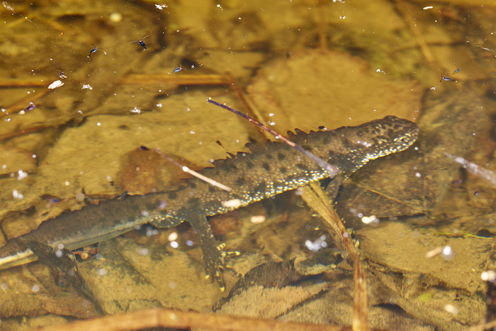 Тут вы просто смотрите две фоточки, а для них пришлось немало попотеть чтоб выманить этих тритонов на дистанцию уверенного фото со вспышкой.