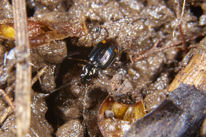 Bembidion dentellum. Видно так себе, но как-то так они в живую выглядят. Ещё и немного синенькие ;)