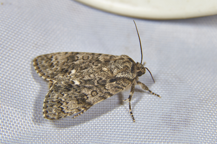 Acronicta rumicis (Стрельчатка Щавелевая). Довольно крупная и иногда "шумная" бабочка :)