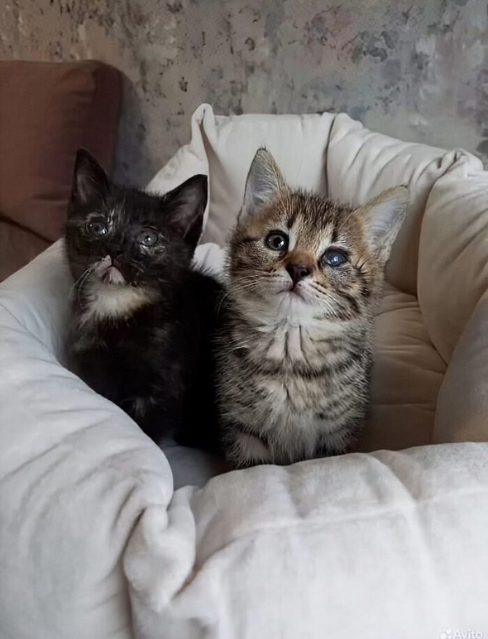 Двое из ларца - в ожидании чуда - тёплого дома и заботливых рук