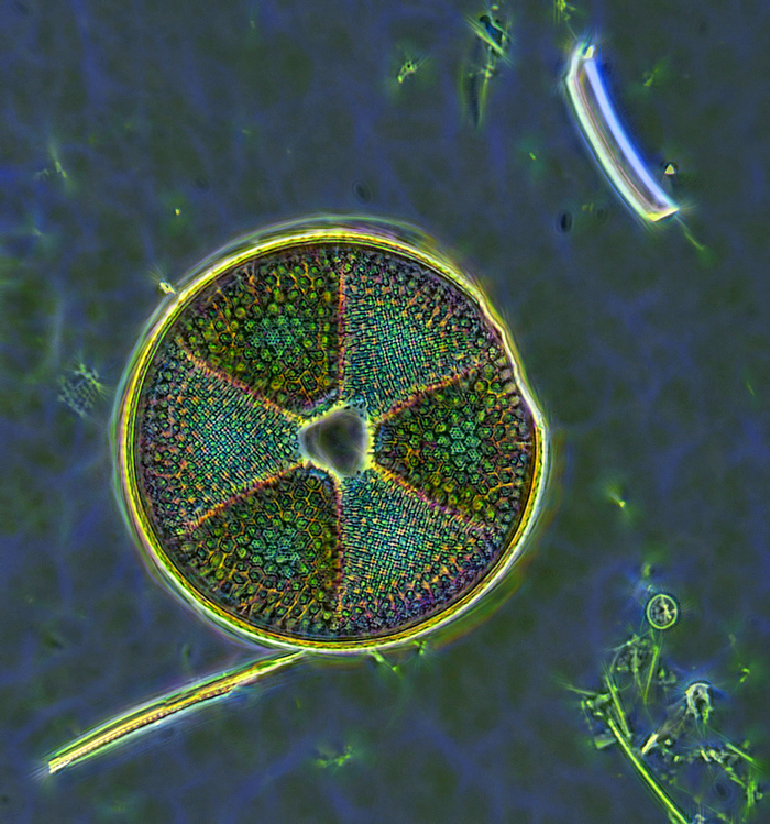   &quot; &quot;  (  1000 x)