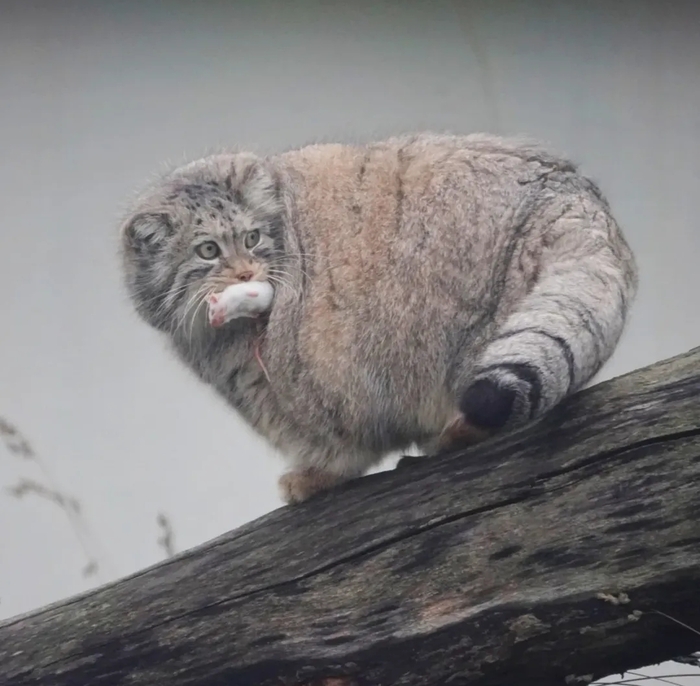 Когда съела десяток мышей