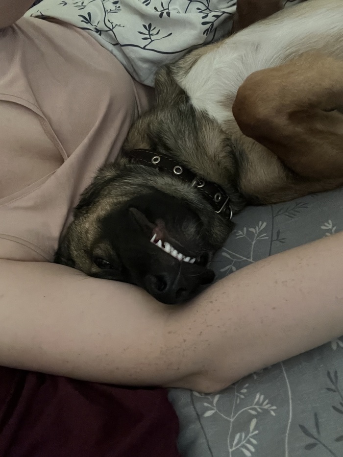 Счастливый любимый пес.