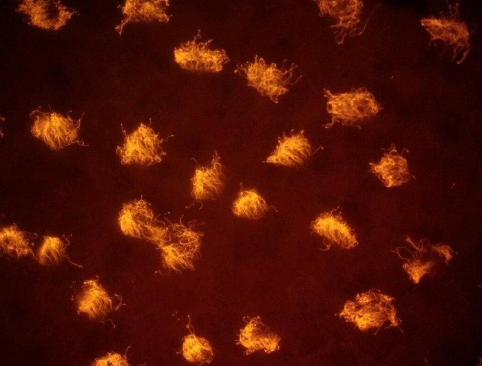            /  <!--noindex--><a href="https://pikabu.ru/story/ksenobotyi_sinteticheskie_organizmyi_zhivushchie_do_10_dney_13373084?u=http%3A%2F%2Fsciencenews.org&t=sciencenews.org&h=8164d79fa3ca700d8e3651f7b0788af08e42bf3a" title="http://sciencenews.org" target="_blank" rel="nofollow noopener">sciencenews.org</a><!--/noindex-->