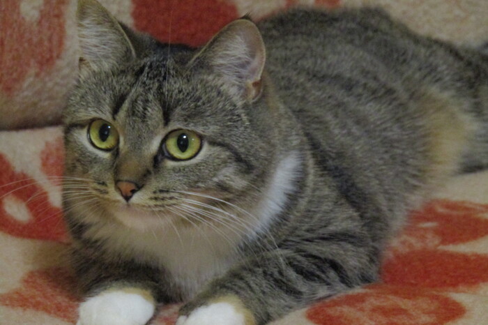 КотоТерапия: антиСтресс