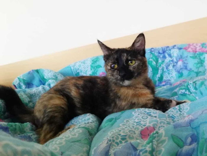 Потерялась кошка