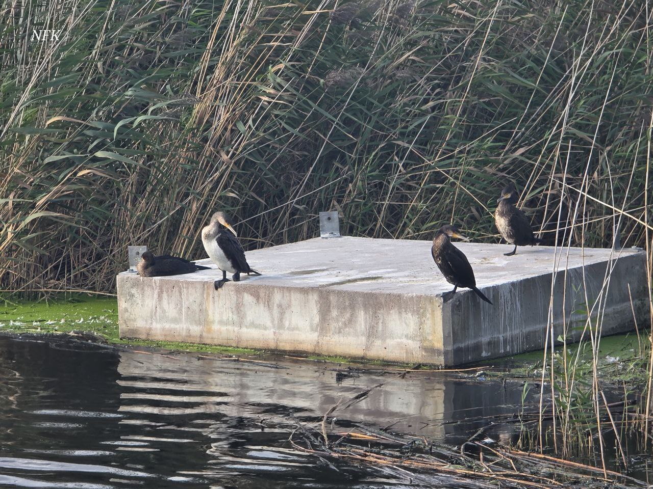 Cormorant - Series Animals, My, Kaliningrad region, Kaliningrad, City walk, Street photography, The photo, Birds, Animals, Amber, Longpost, Cormorants