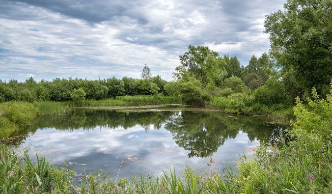 Некрасовский пруд в Грешнево.