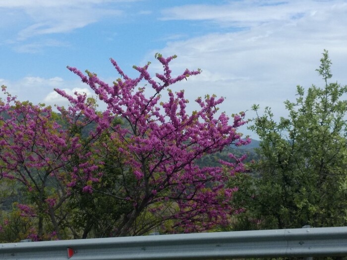 А так же большое количество всевозможных цветов