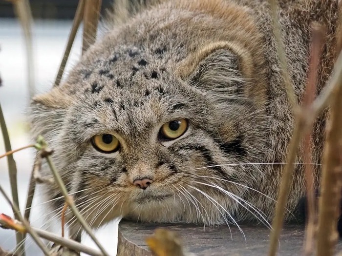 Желтоглазый красавец