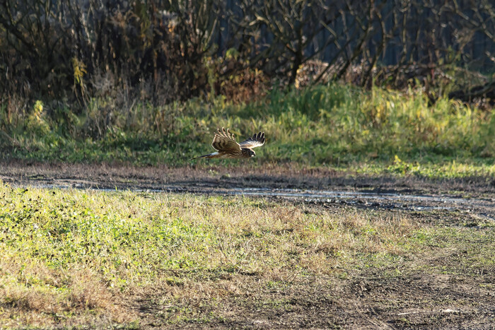 Все уже ушли на зимние квартиры. Кого ты ищешь?