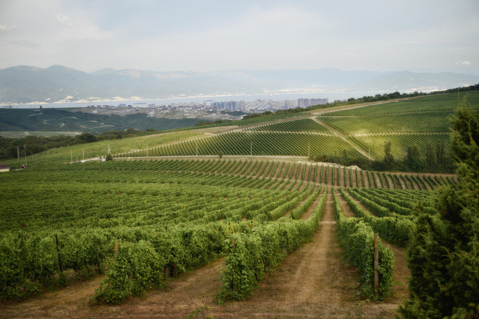 :   <a href="https://pikabu.ru/story/vinogradniki_vostochnogo_sklona_13377708?u=https%3A%2F%2Frtraveler.ru%2Fphoto%2F1479262%2F%3Fnew_photos%3D1&t=%D0%BE%D1%82%D1%81%D1%8E%D0%B4%D0%B0&h=990b25c86968313fc144f5d7e896dad77af6576c" title="https://rtraveler.ru/photo/1479262/?new_photos=1" target="_blank" rel="nofollow noopener"></a>