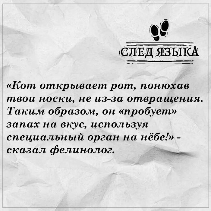 Кот открывает рот...