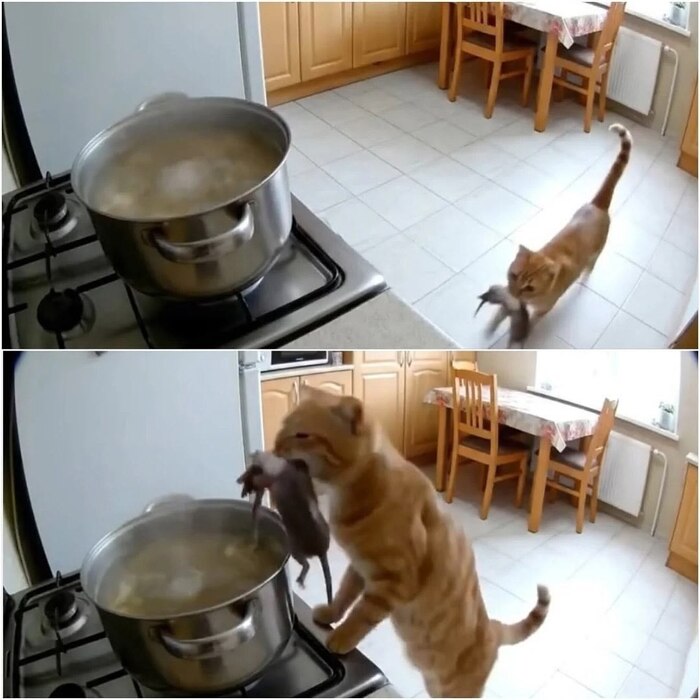 Когда шеф - повар решил сделать из блюда настоящий шедевр