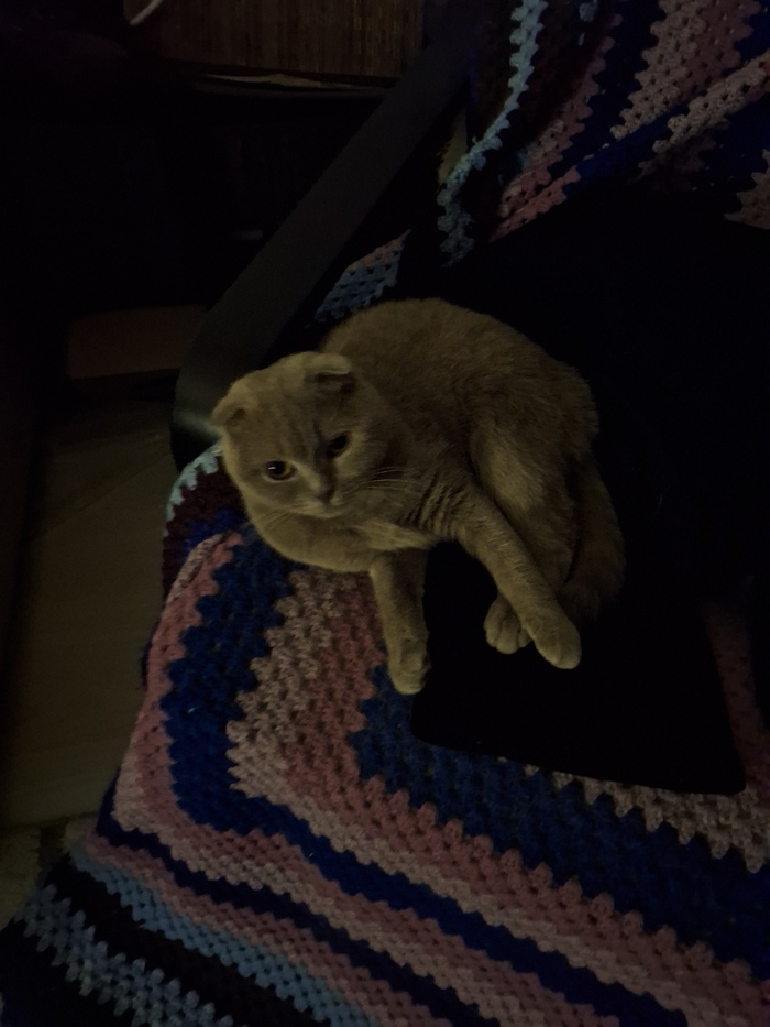 Ответ на пост «Покажи своего питомца!»