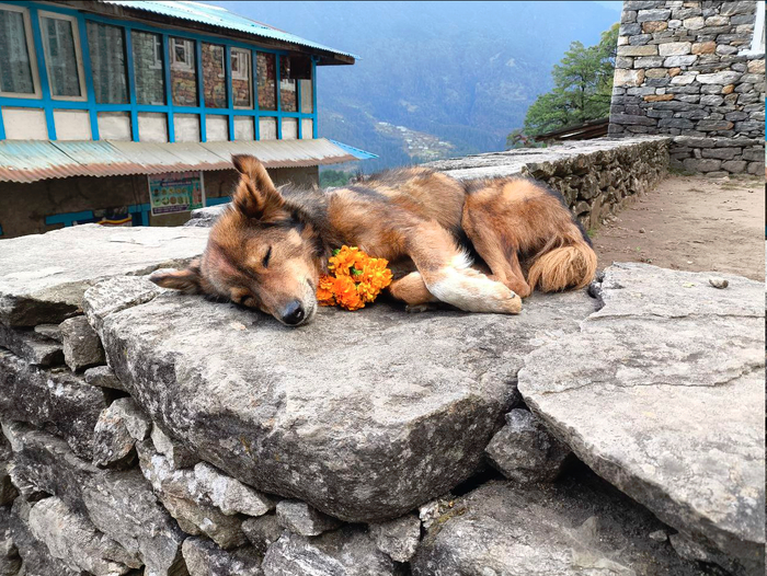 Даже тузики принимали в этом активное участие