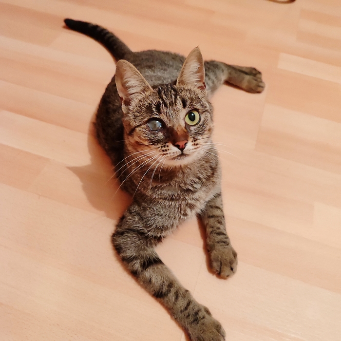 Кошечка в добрые руки