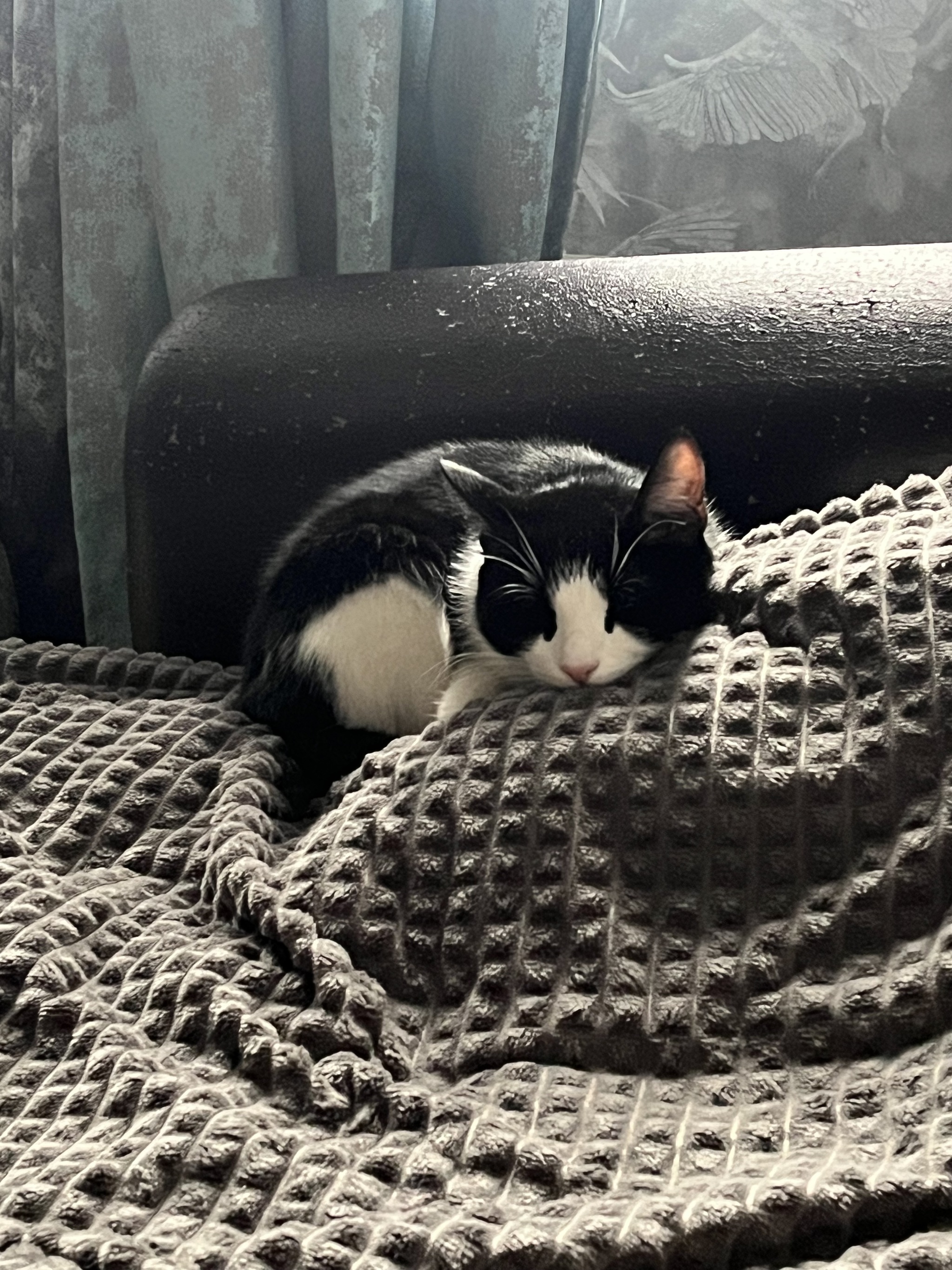 I'll tell you an unusual story that I couldn't even imagine in my life) It's both funny and sad - My, In good hands, Annexe, cat, Question, Ask Peekaboo, Longpost