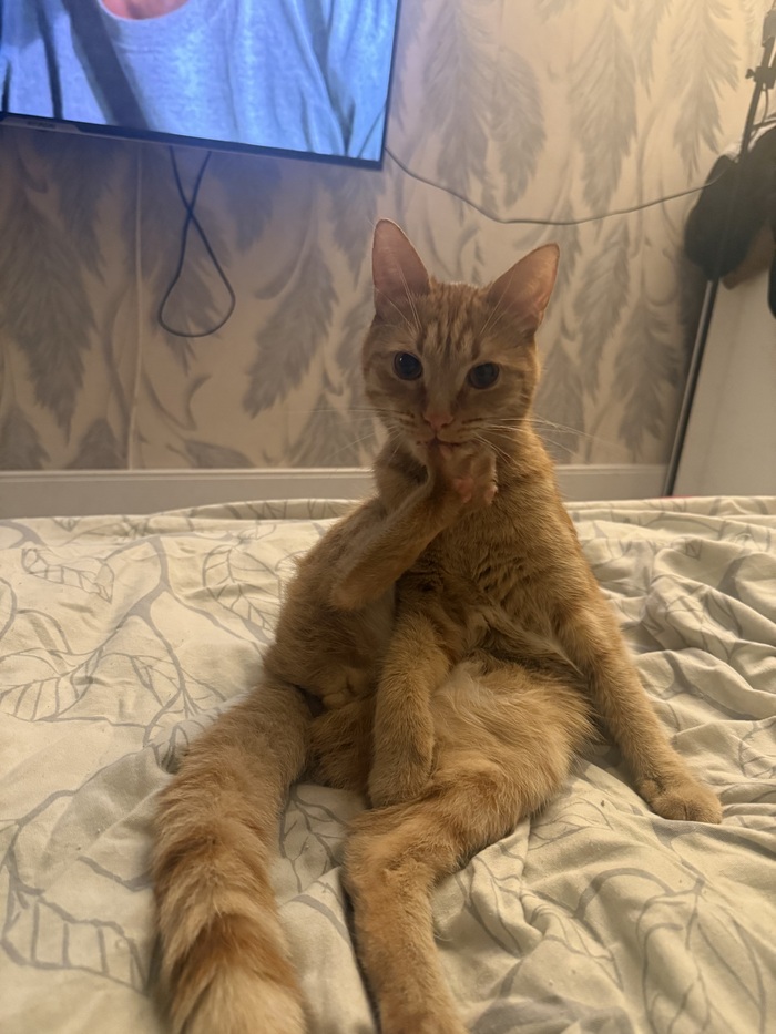 Ответ на пост «Покажи своего питомца!»