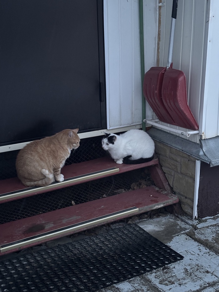 Я одинаково люблю своих двух котов: Рыжулю и этого, второго…