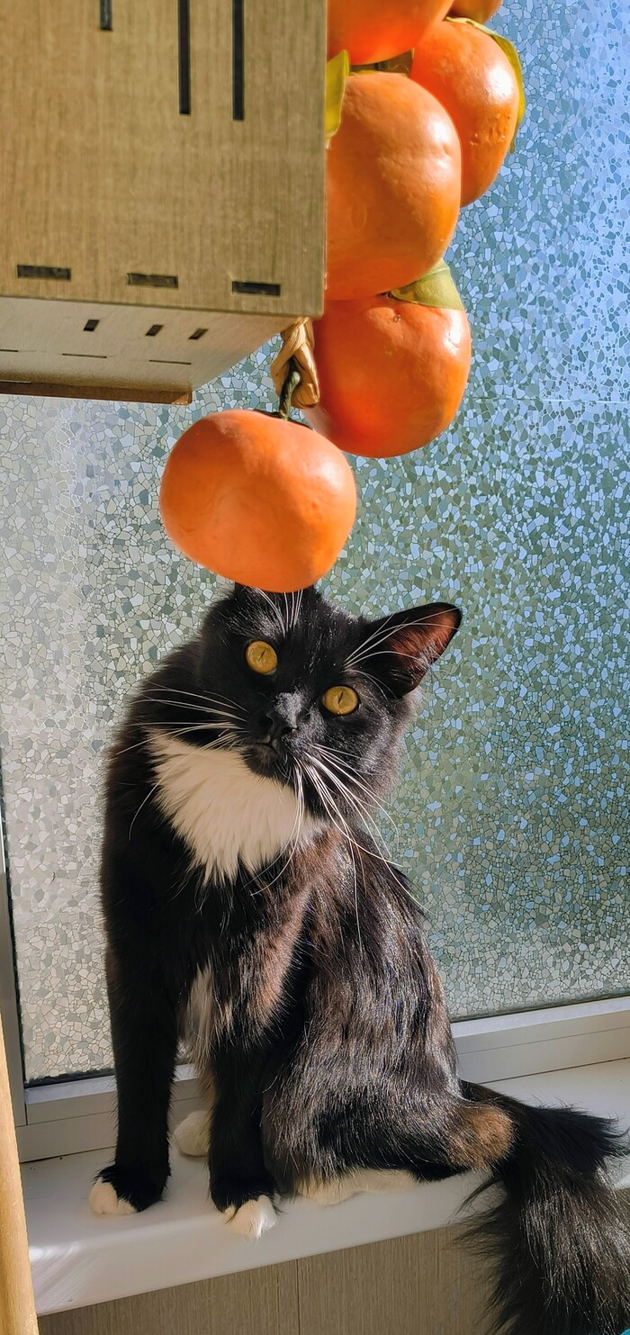 ��� ����