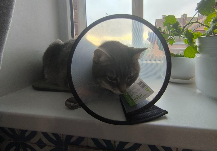 Неделю ходил с такой штукой. Очень "просил" снять. Но нельзя.