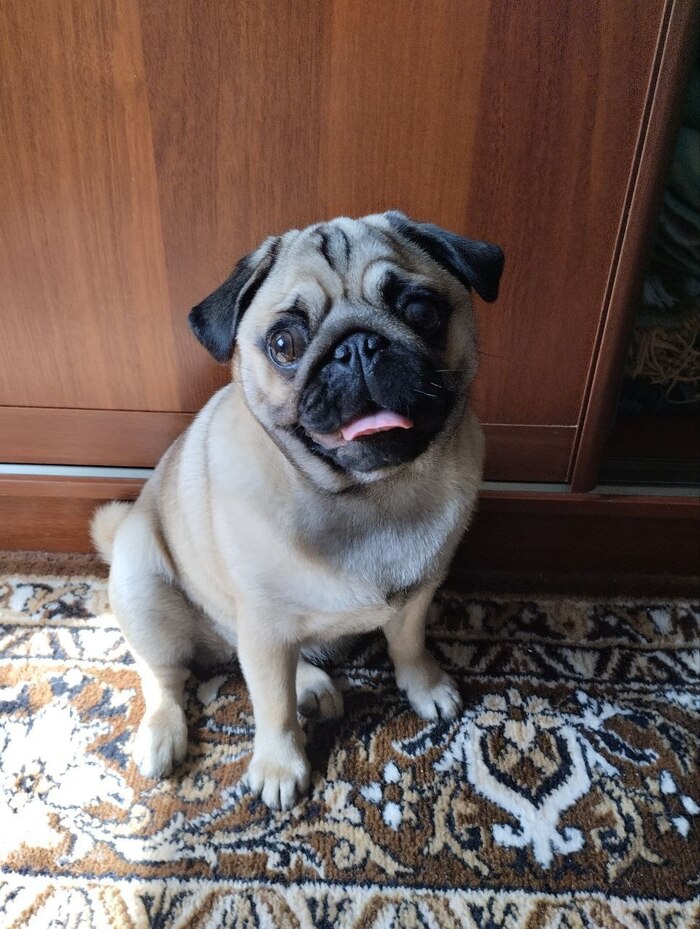 Ответ на пост «Покажи своего питомца!»