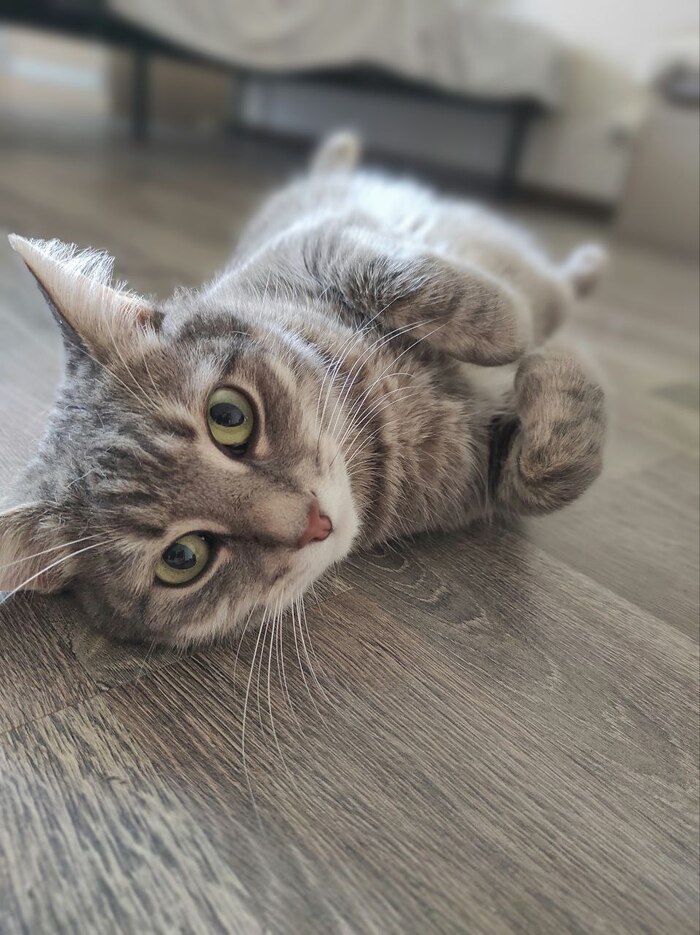 Нихуя не буду делать, у меня лапки.