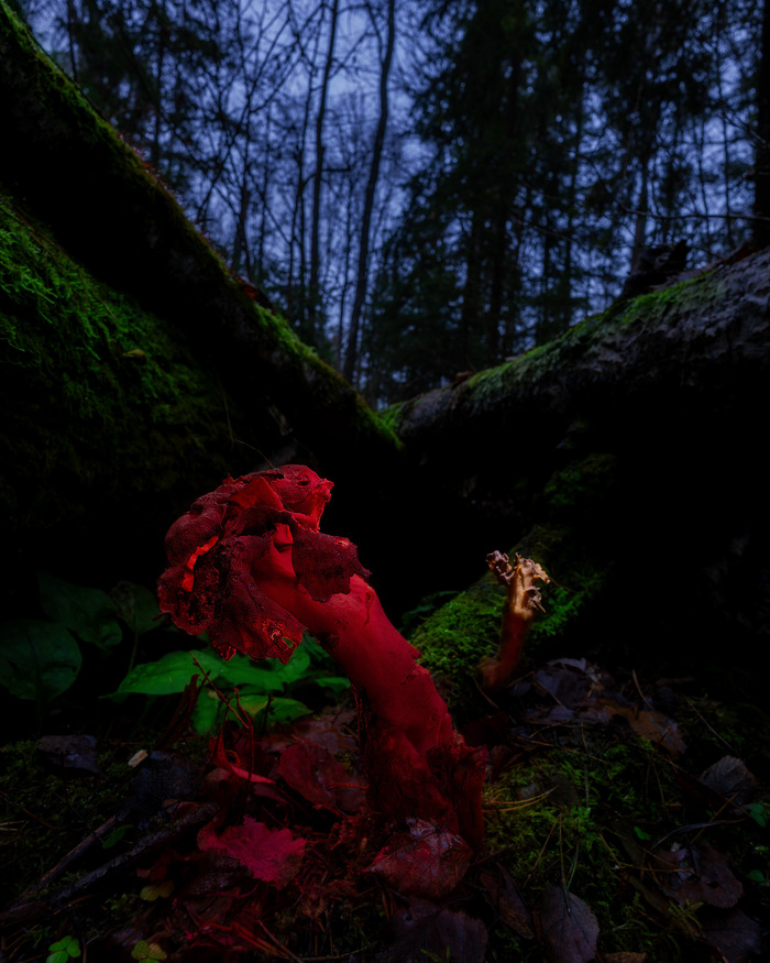 Сторчок осенний