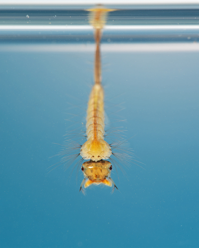 Несмотря на довольно таки жуткий вид, по типу питания они обычные фильтраторы, висят себе в толще воды и отфильтровывают всякое съедобное.