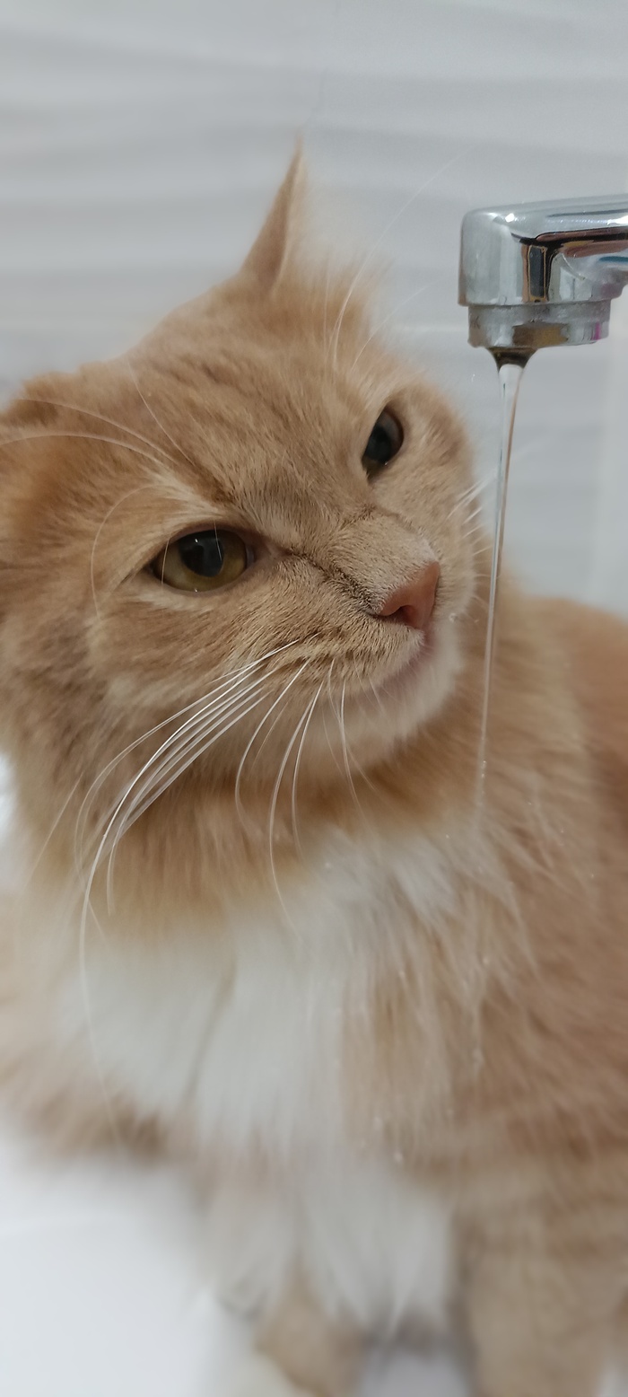 Ответ на пост «Покажи своего питомца!»