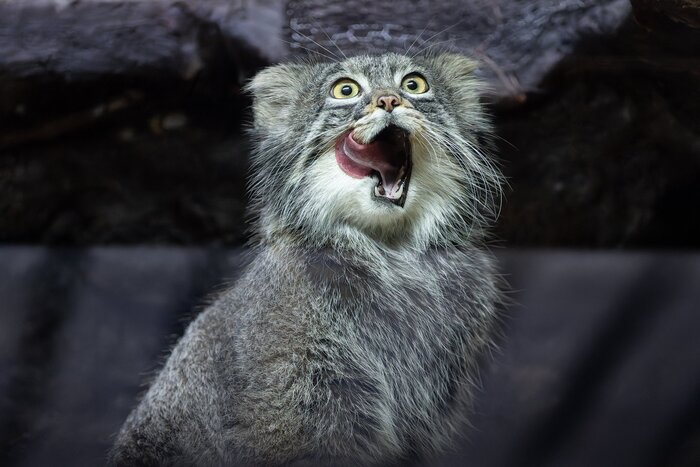 Я уже позавтракал и снова проголодался!