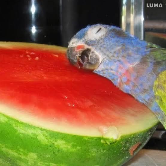 Почему ты нищеёб?