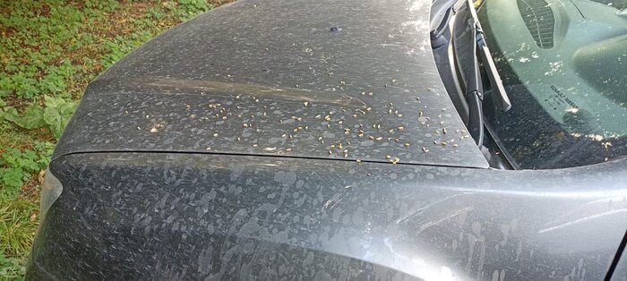 Председатель