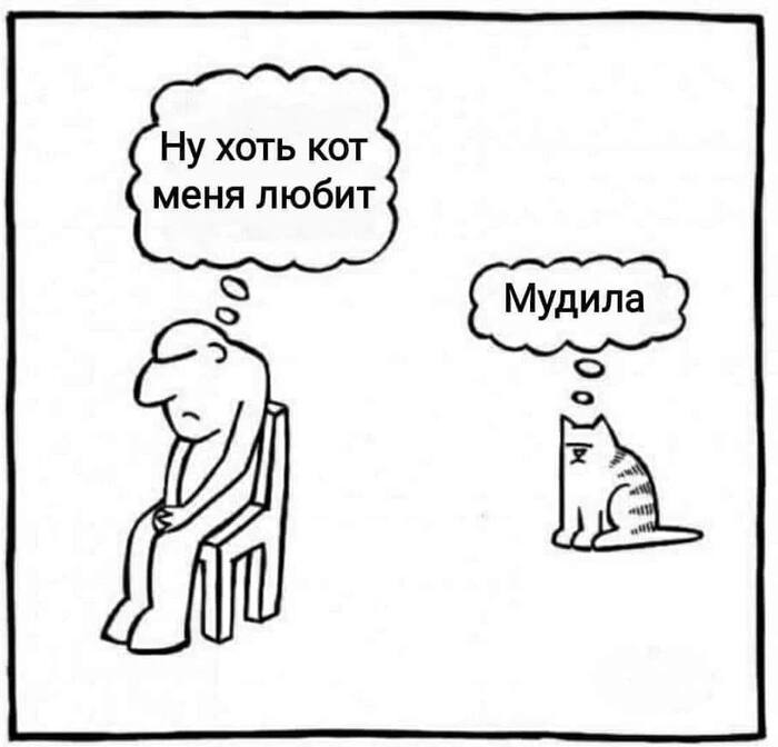 Истинные мысли усатых