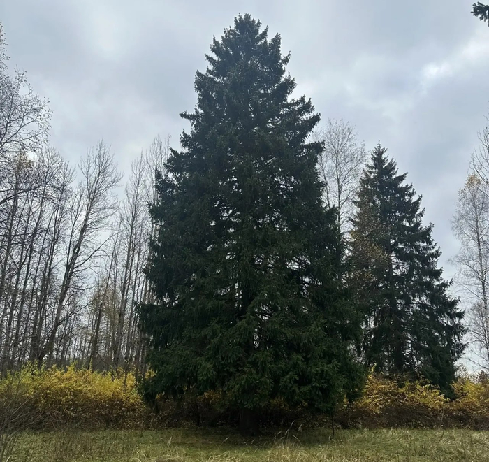 Главная новогодняя ель России, которая украсит Соборную площадь Кремля. Фото: Управление делами Президента Российской Федерации.