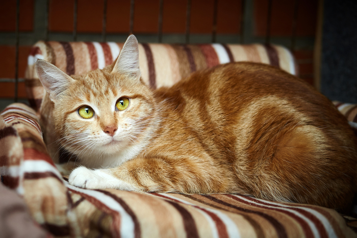 Рыжая кошечка ищет дом