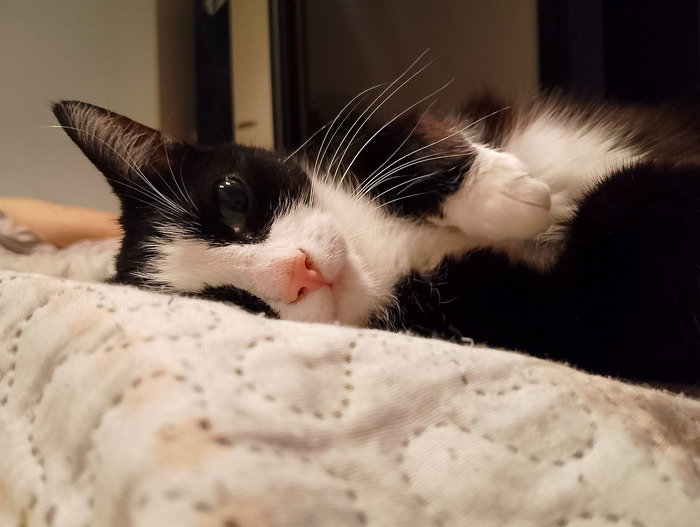 Ответ на пост «Покажи своего питомца!»