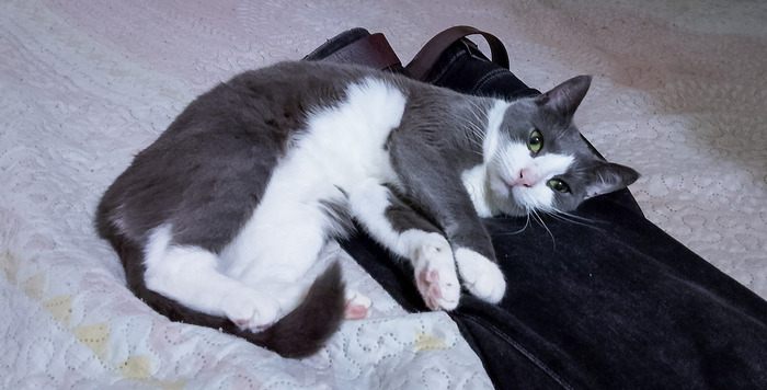 Ответ на пост «Покажи своего питомца!»