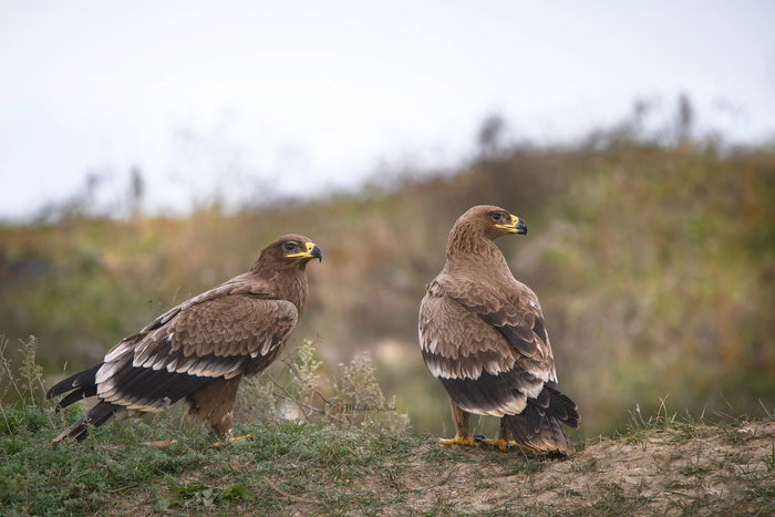 Фото: Медведева Светлана <a href="https://pikabu.ru/story/stepnyie_orlyi_13391917?u=https%3A%2F%2Frtraveler.ru%2Fphoto%2F1479402%2F%3Feditorial_photos%3D1&t=%D0%BE%D1%82%D1%81%D1%8E%D0%B4%D0%B0&h=2390b0e819febd5f55b2c585b5a896beb81bb7e6" title="https://rtraveler.ru/photo/1479402/?editorial_photos=1" target="_blank" rel="nofollow noopener">отсюда</a>
