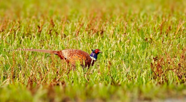     (      ).      ,      ,   .