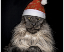 ���� ����� ������