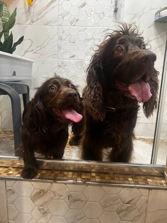 Мойка лап , как всегда)